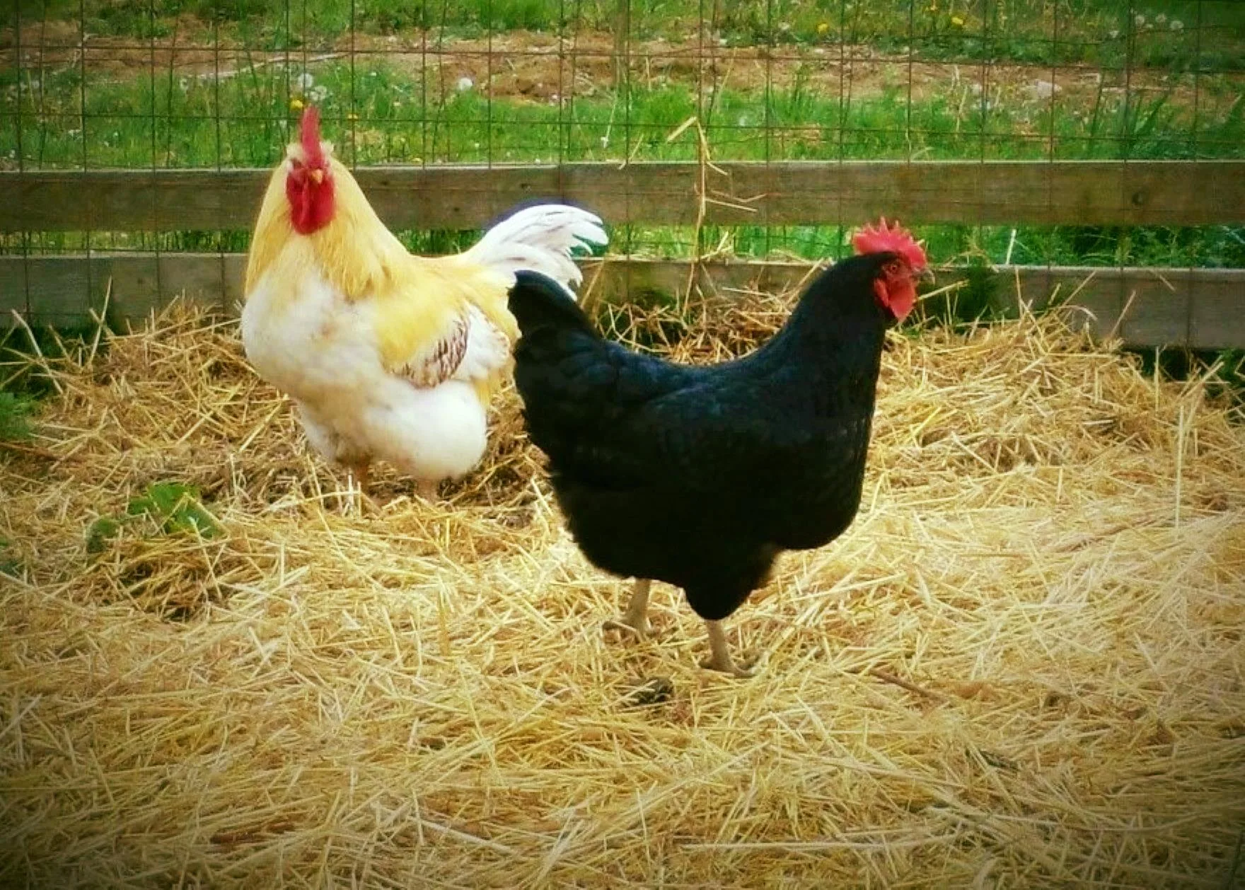 Huhn und Hahn am Biohof Fritz