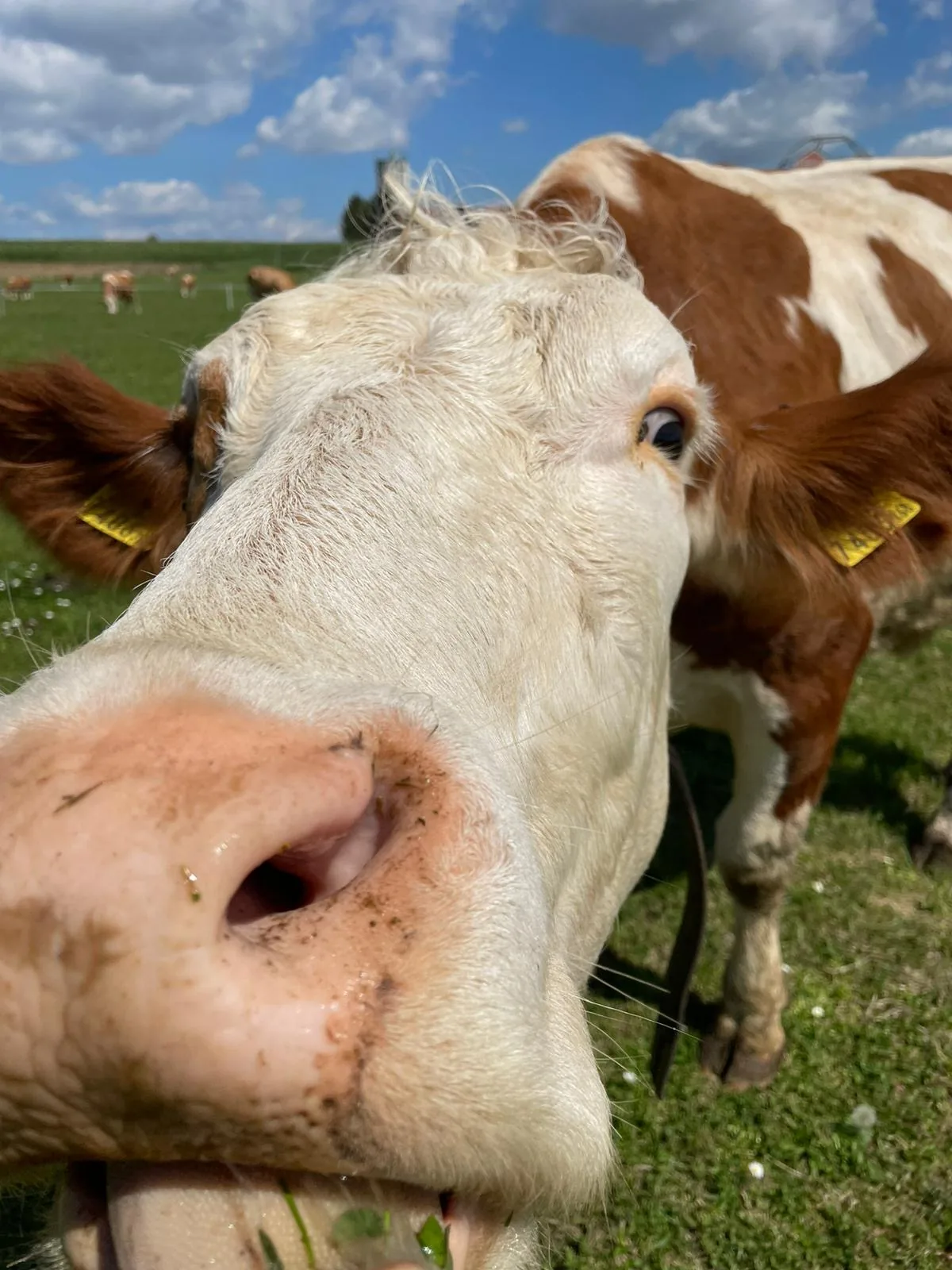 Neugierige Kuh auf der Weide am Biohof Fritz