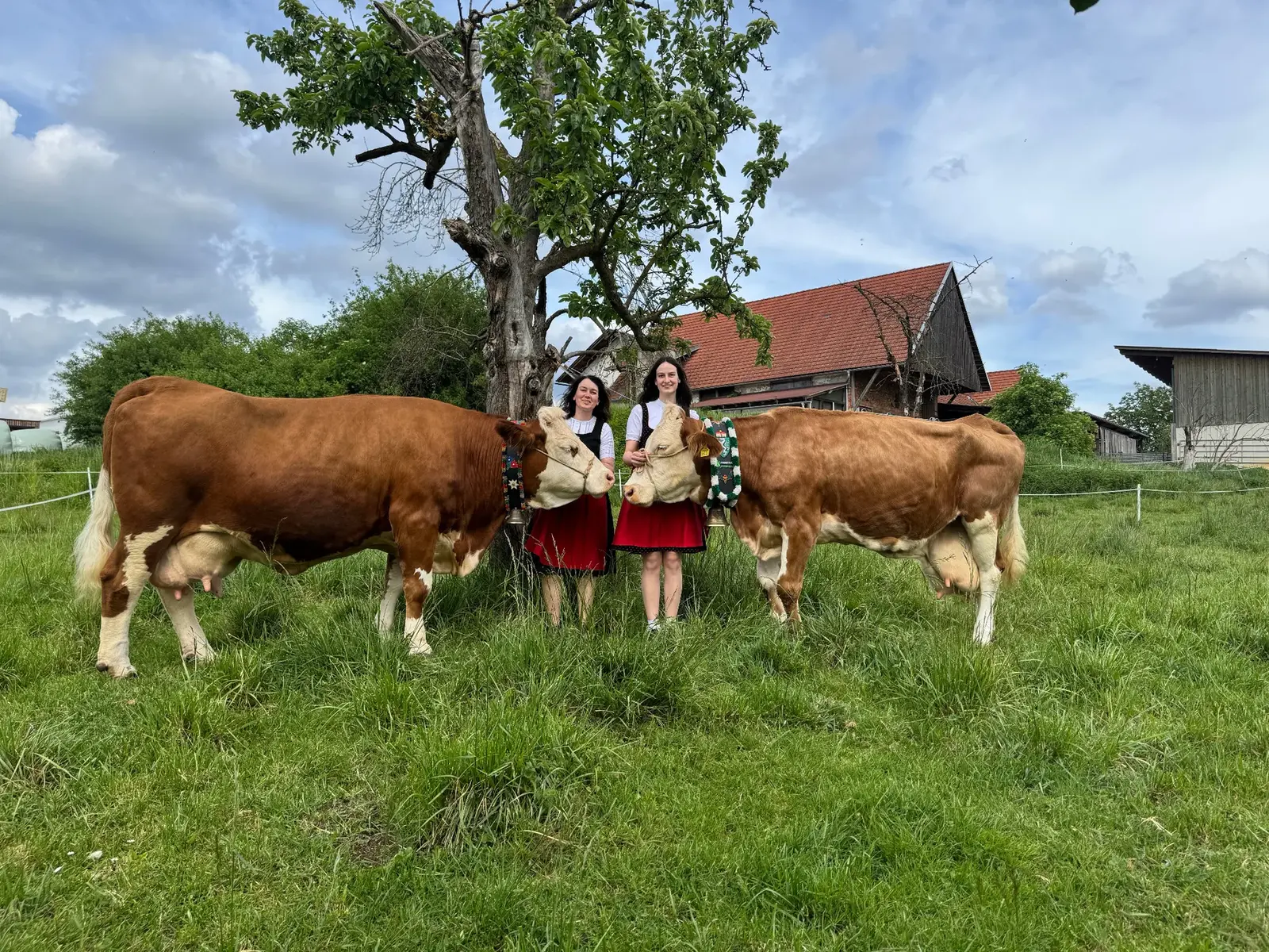 Zwei Kühe mit Menschen auf der Weide am Biohof Fritz