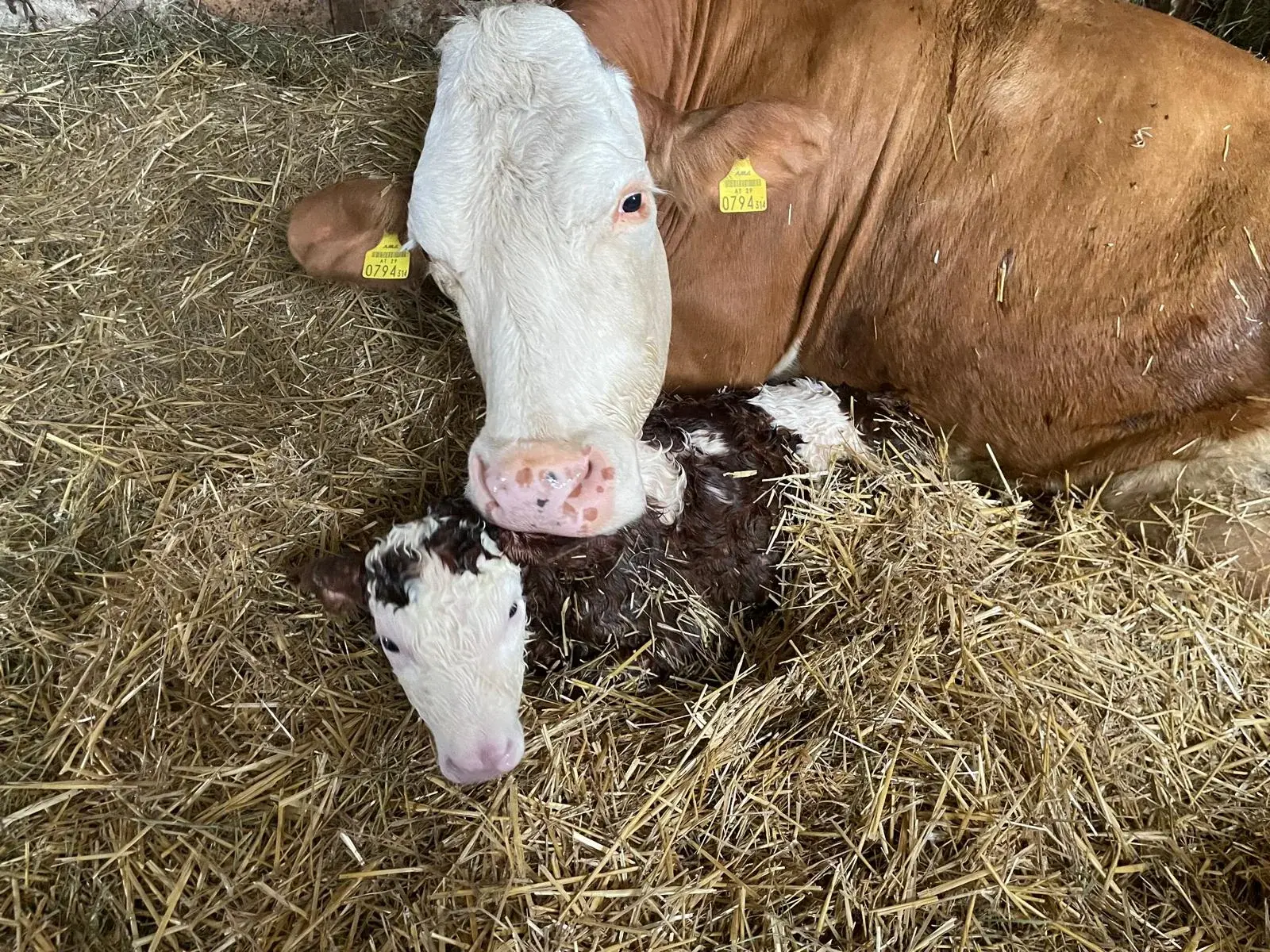 Kuh mit frisch geborenem Kalb im Stroh am Biohof Fritz