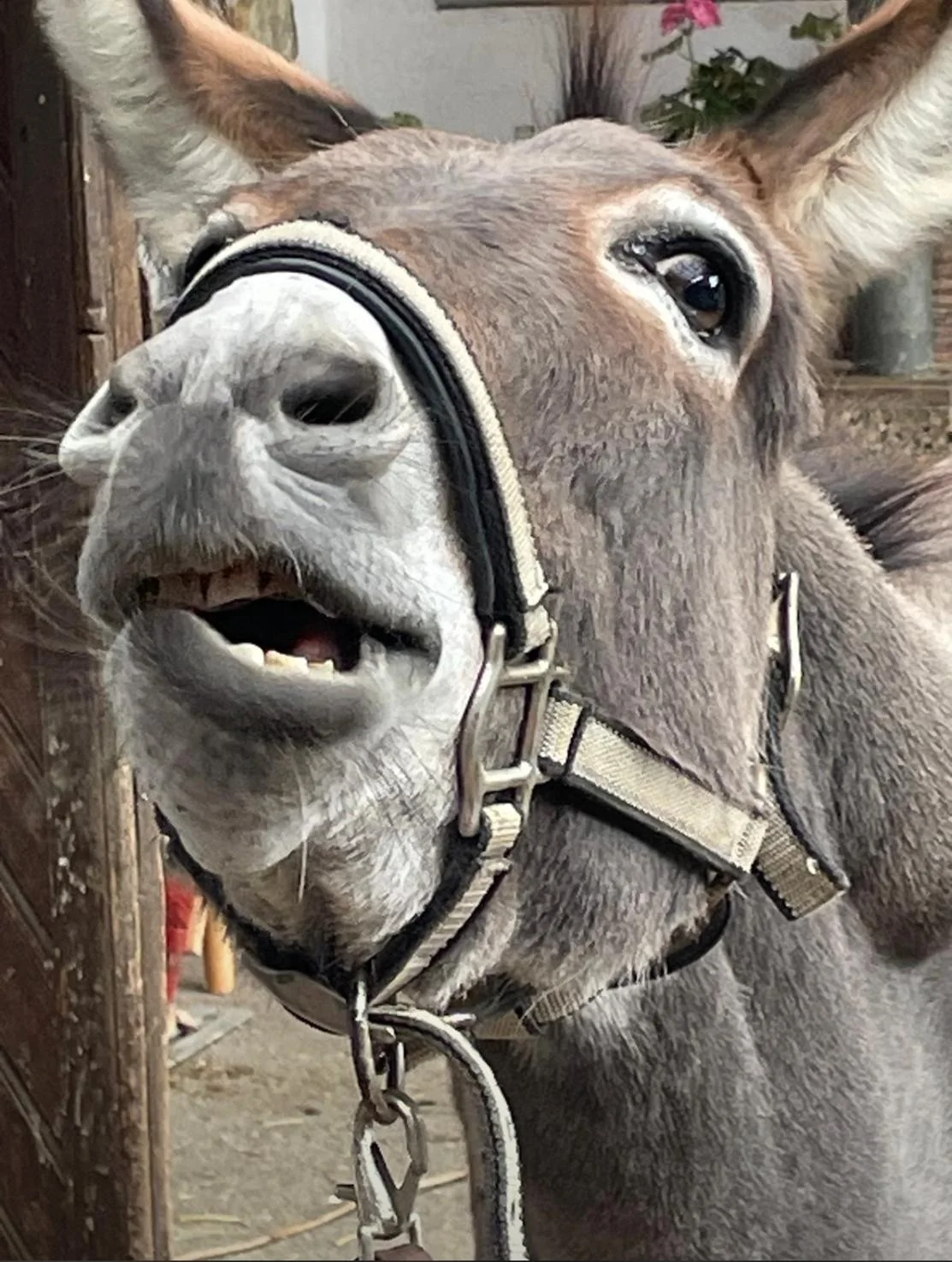 Esel mit neugierigem Gesichtsausdruck am Biohof Fritz