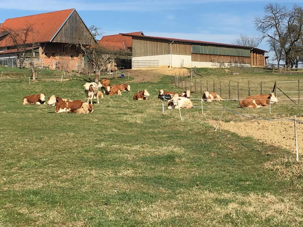 Kühe auf der Weide vor den Hofgebäuden des Biohof Fritz