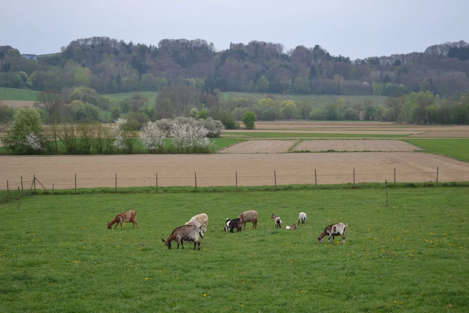 Tiere auf der Weide in der Landschaft rund um den Biohof Fritz