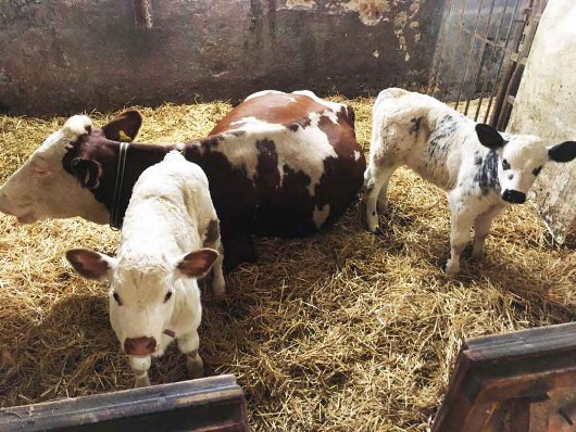 Kuh mit Kälbern bei der muttergebundenen Kälberaufzucht am Biohof Fritz