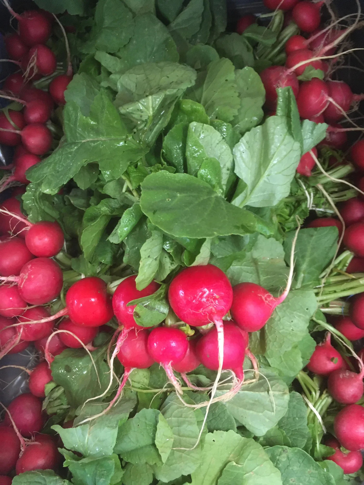 Frische Bio-Radieschen